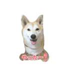 柴犬アスカ（個別スタンプ：14）