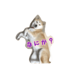 柴犬アスカ（個別スタンプ：15）