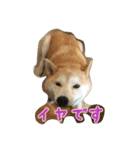 柴犬アスカ（個別スタンプ：16）