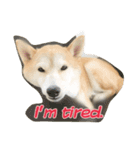 柴犬アスカ（個別スタンプ：17）