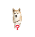 柴犬アスカ（個別スタンプ：18）