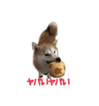 柴犬アスカ（個別スタンプ：19）