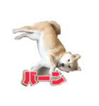 柴犬アスカ（個別スタンプ：20）