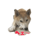 柴犬アスカ（個別スタンプ：21）