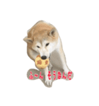 柴犬アスカ（個別スタンプ：22）