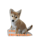 柴犬アスカ（個別スタンプ：24）
