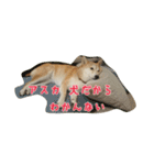 柴犬アスカ（個別スタンプ：25）