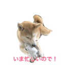 柴犬アスカ（個別スタンプ：26）