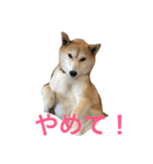 柴犬アスカ（個別スタンプ：27）