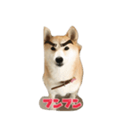 柴犬アスカ（個別スタンプ：28）
