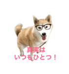 柴犬アスカ（個別スタンプ：29）