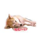 柴犬アスカ（個別スタンプ：30）