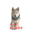 柴犬アスカ（個別スタンプ：32）