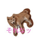 柴犬ゆうクン（個別スタンプ：1）