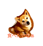 柴犬ゆうクン（個別スタンプ：2）