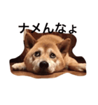 柴犬ゆうクン（個別スタンプ：3）