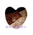 柴犬ゆうクン（個別スタンプ：4）
