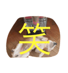 柴犬ゆうクン（個別スタンプ：6）