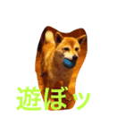 柴犬ゆうクン（個別スタンプ：8）