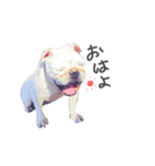 bulldog.and.bosutonteria（個別スタンプ：1）
