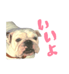 bulldog.and.bosutonteria（個別スタンプ：2）