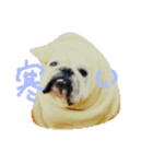 bulldog.and.bosutonteria（個別スタンプ：3）