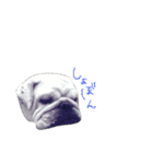 bulldog.and.bosutonteria（個別スタンプ：4）