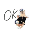 bulldog.and.bosutonteria（個別スタンプ：6）
