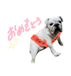 bulldog.and.bosutonteria（個別スタンプ：7）