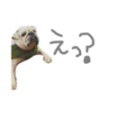 bulldog.and.bosutonteria（個別スタンプ：8）