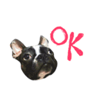 bulldog.and.bosutonteria（個別スタンプ：9）