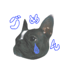 bulldog.and.bosutonteria（個別スタンプ：10）