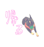 bulldog.and.bosutonteria（個別スタンプ：12）