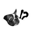 bulldog.and.bosutonteria（個別スタンプ：14）