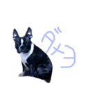 bulldog.and.bosutonteria（個別スタンプ：17）
