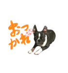 bulldog.and.bosutonteria（個別スタンプ：18）