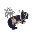 bulldog.and.bosutonteria（個別スタンプ：19）