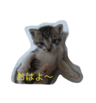 ゴン（個別スタンプ：1）
