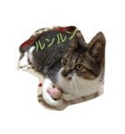 ゴン（個別スタンプ：5）