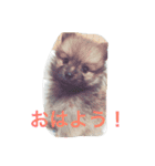 ポメ ポコちゃん（個別スタンプ：1）
