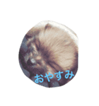 ポメ ポコちゃん（個別スタンプ：2）