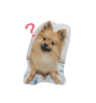 ポメ ポコちゃん（個別スタンプ：5）