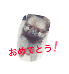 ポメ ポコちゃん（個別スタンプ：7）