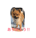 ポメ ポコちゃん（個別スタンプ：8）