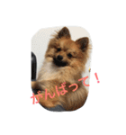 ポメ ポコちゃん（個別スタンプ：12）