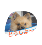 ポメ ポコちゃん（個別スタンプ：13）