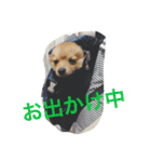 ポメ ポコちゃん（個別スタンプ：15）