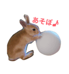 うさぎの日常(^^)（個別スタンプ：1）