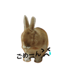 うさぎの日常(^^)（個別スタンプ：2）