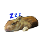 うさぎの日常(^^)（個別スタンプ：5）